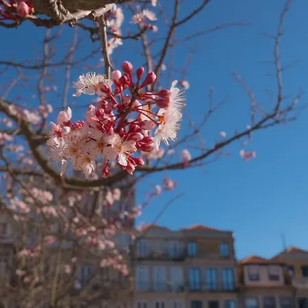 Burgo Republica Lägenhet Oporto
